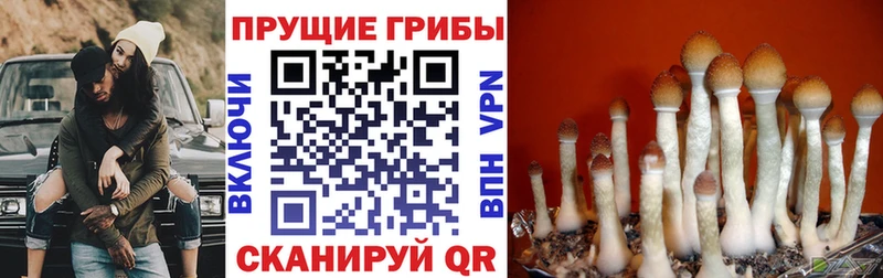 Псилоцибиновые грибы ЛСД  mega как войти  Тюмень 